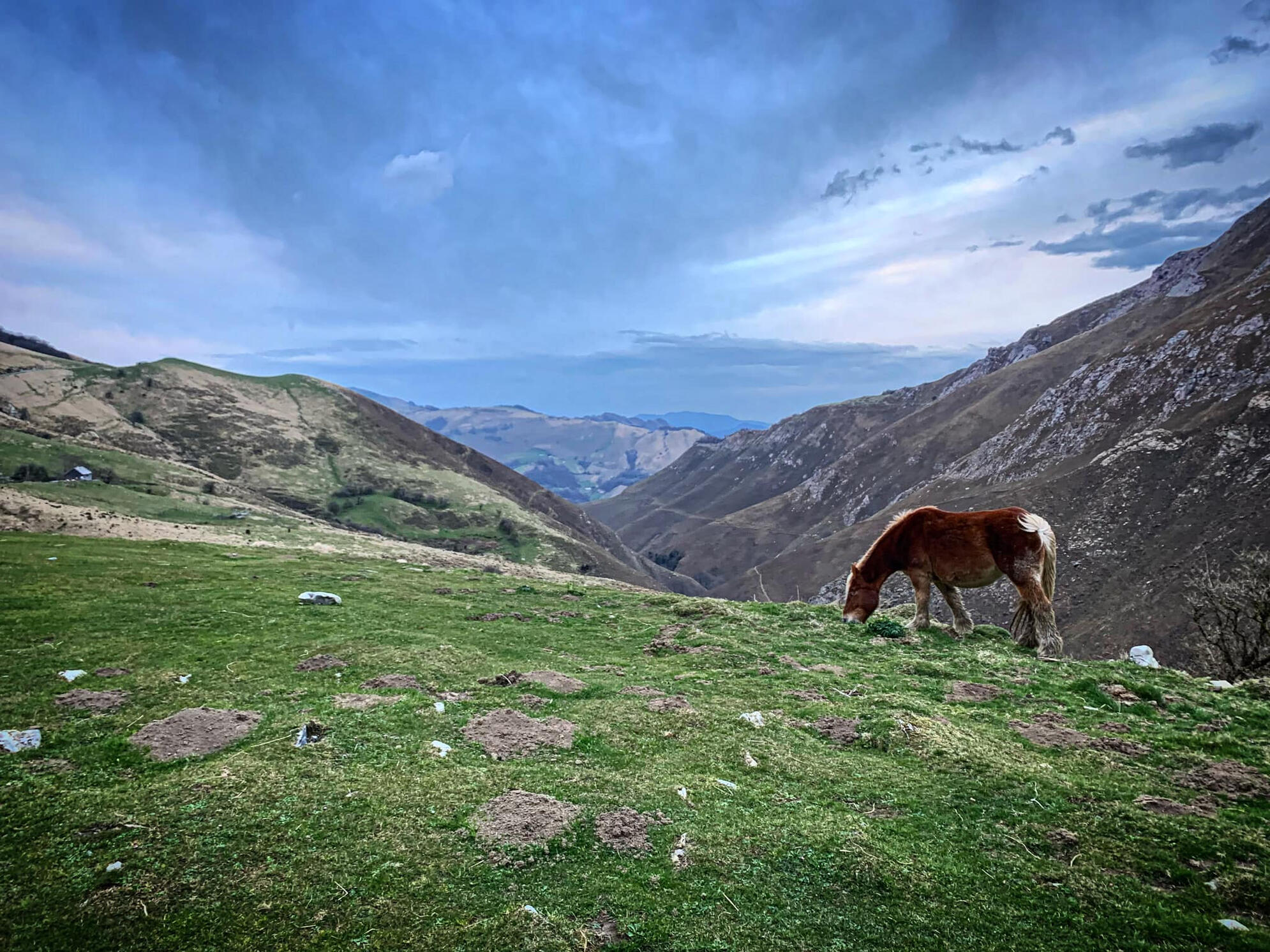 Pottock, cheval des montagnes