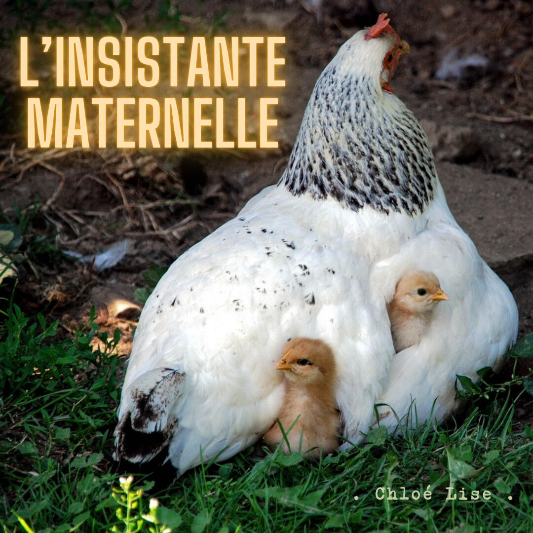 Insistante maternelle