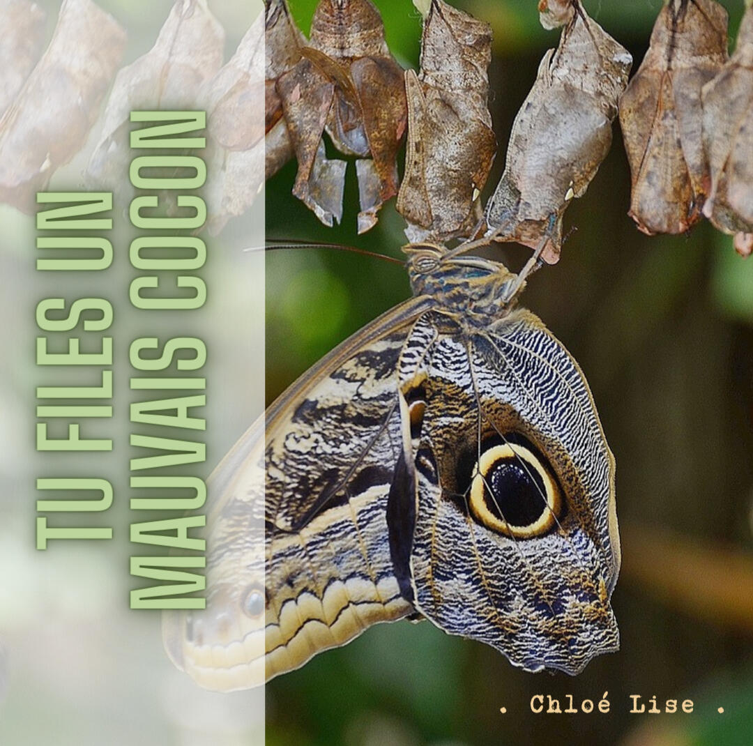 Tu files un mauvais cocon