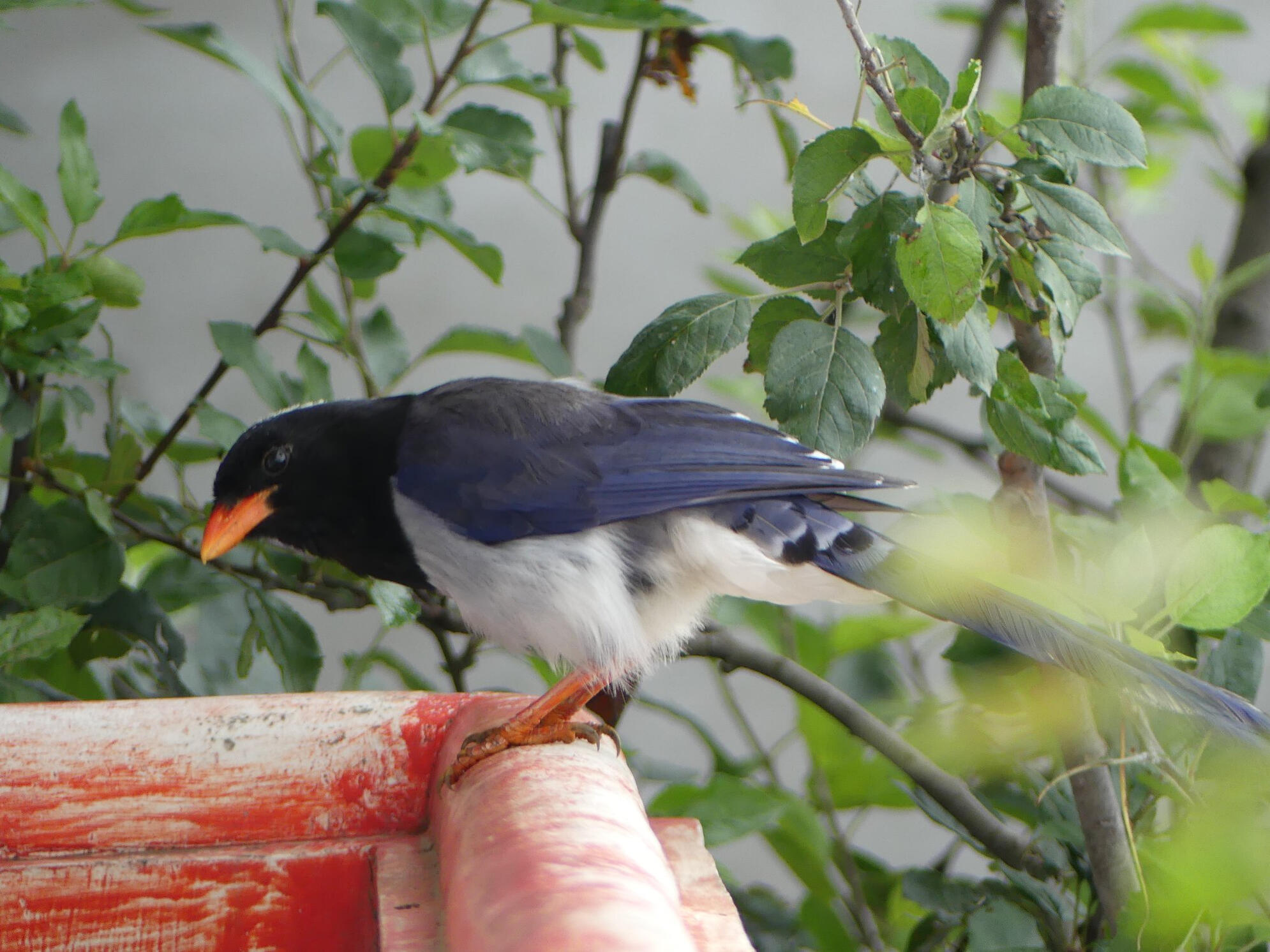 42 oiseau Himalaya Inde