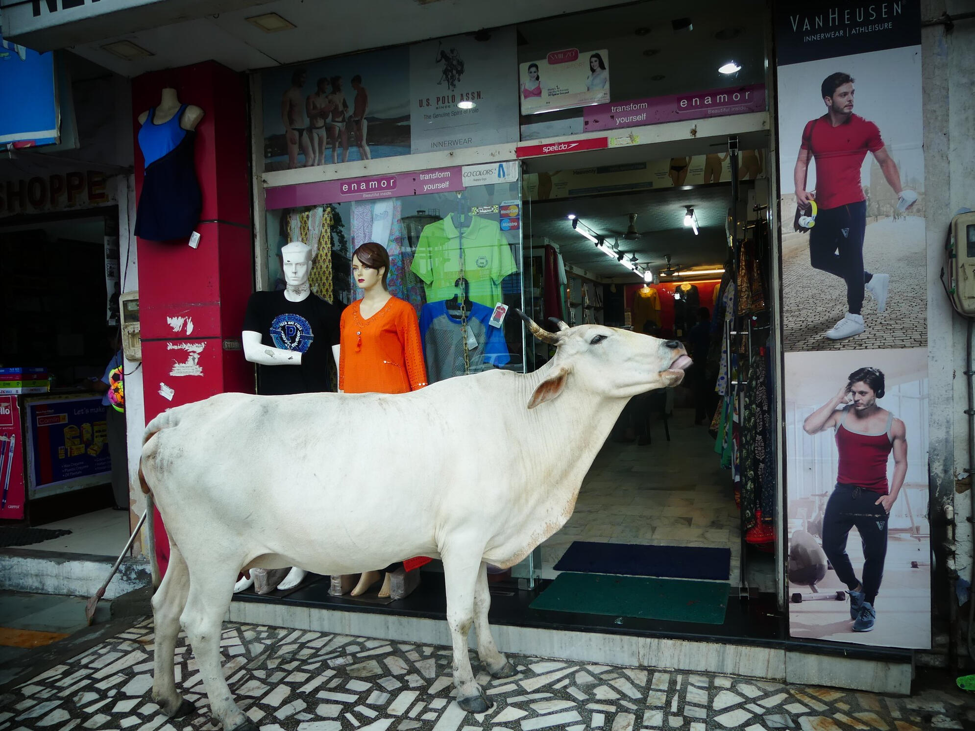 5 Vache vitrine Inde
