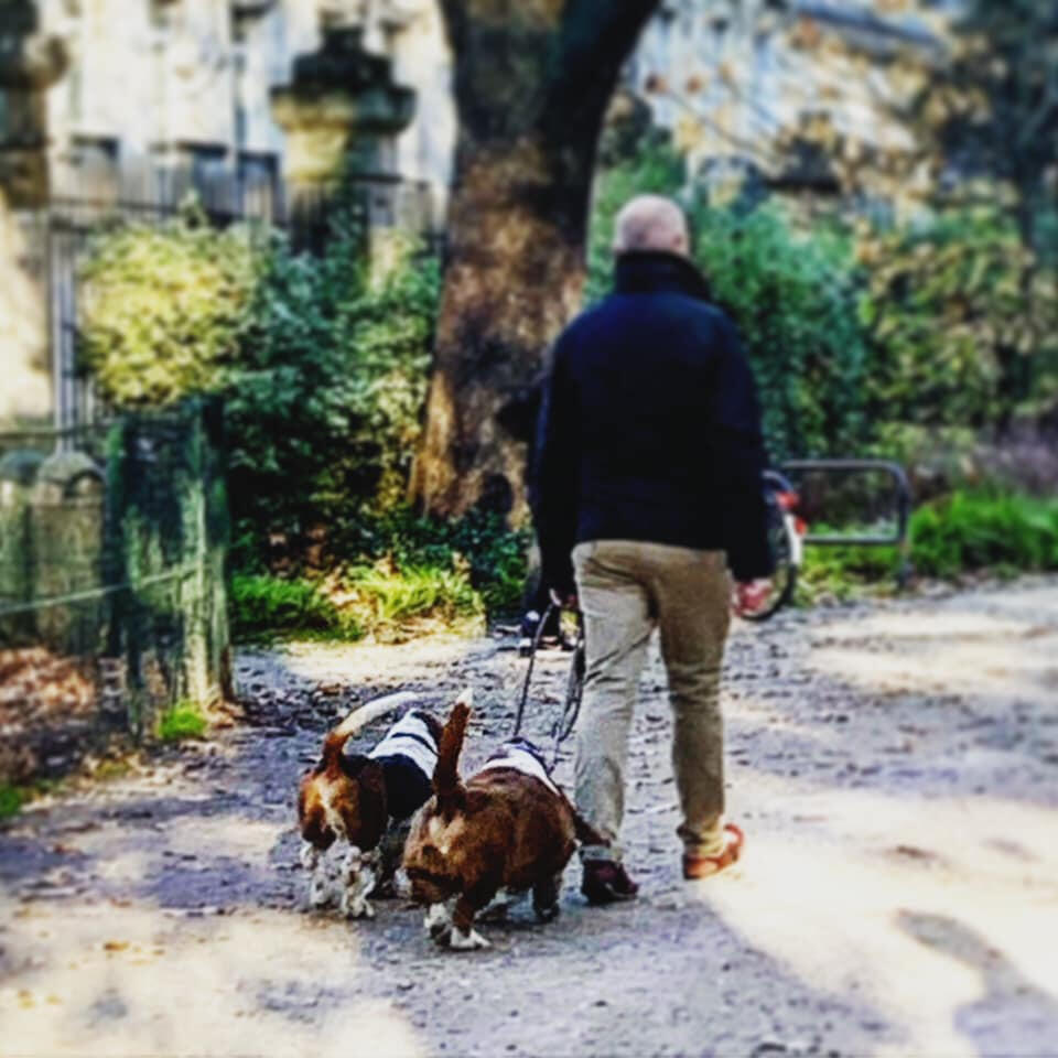 bassets